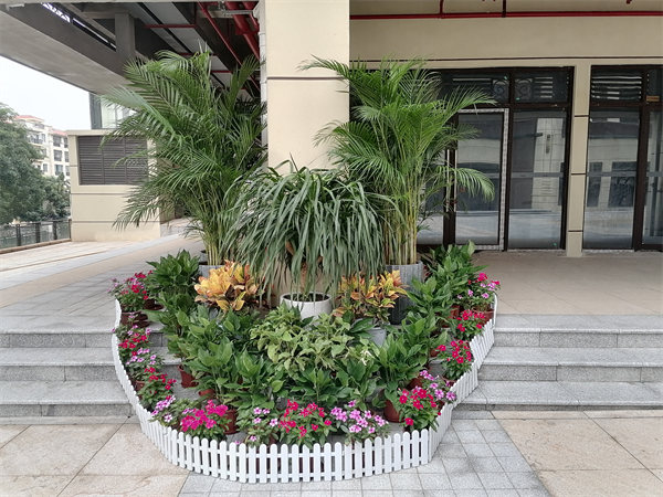 花镜植物 