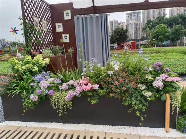 花镜植物