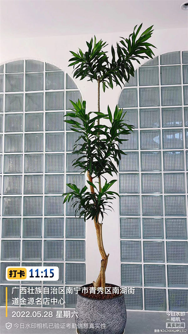 网红植物
