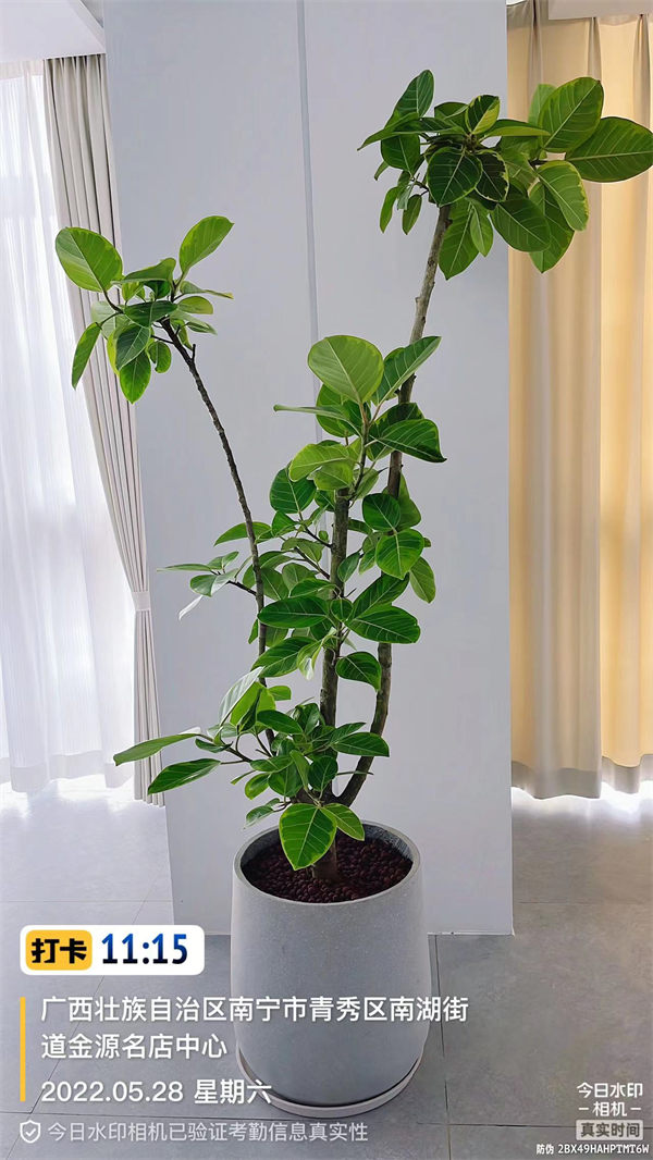 网红植物