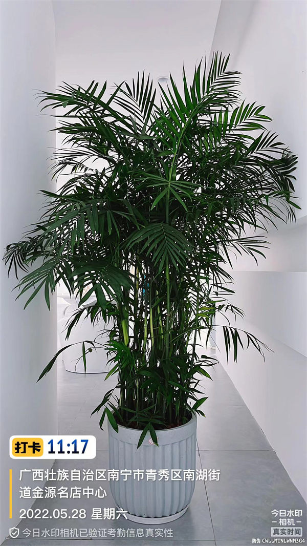 网红植物