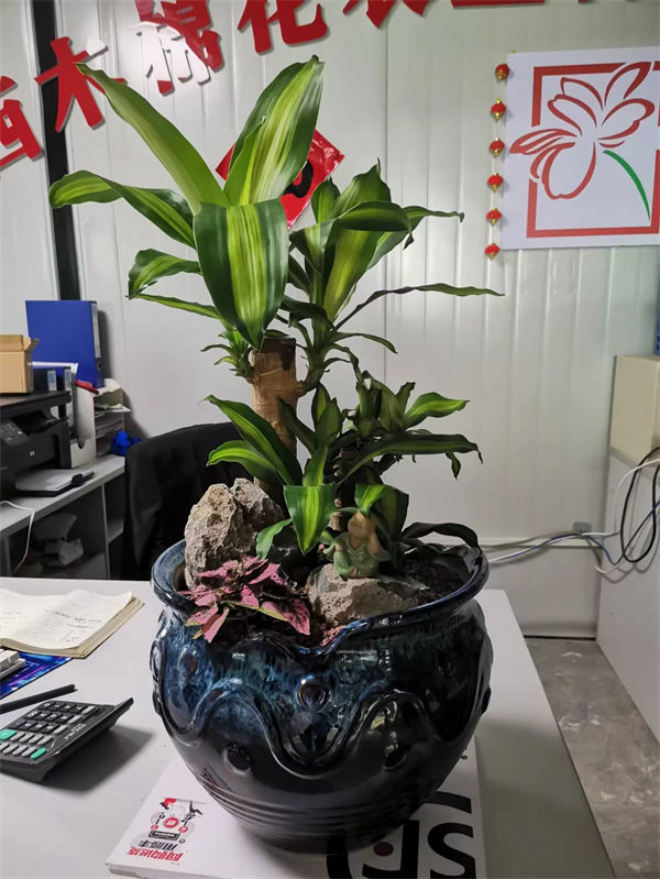 网红植物