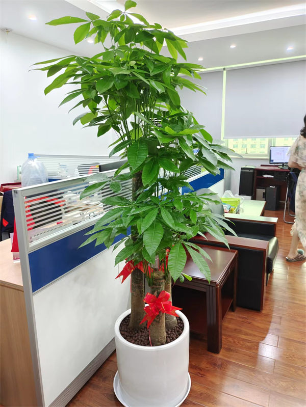 网红植物