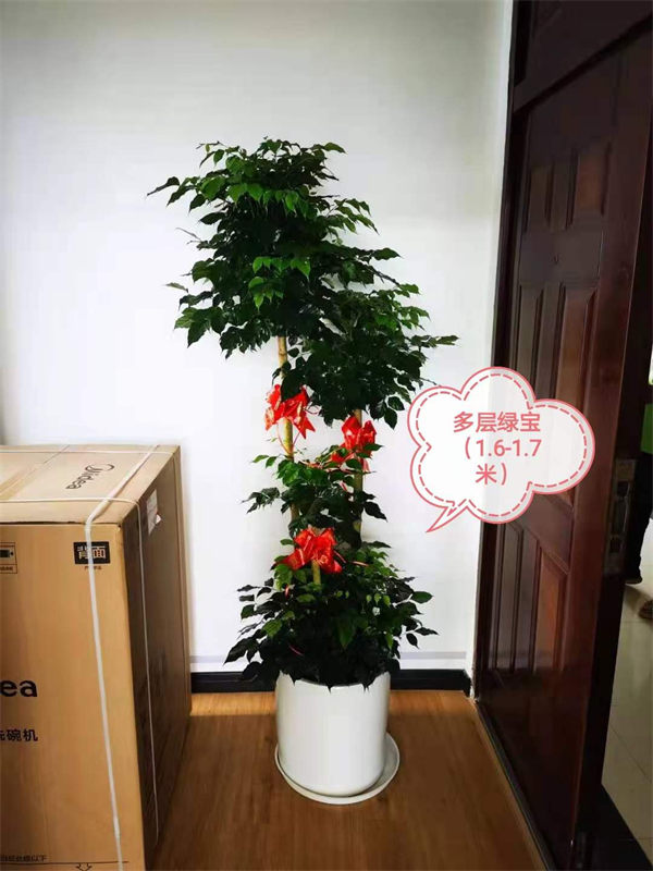 网红植物