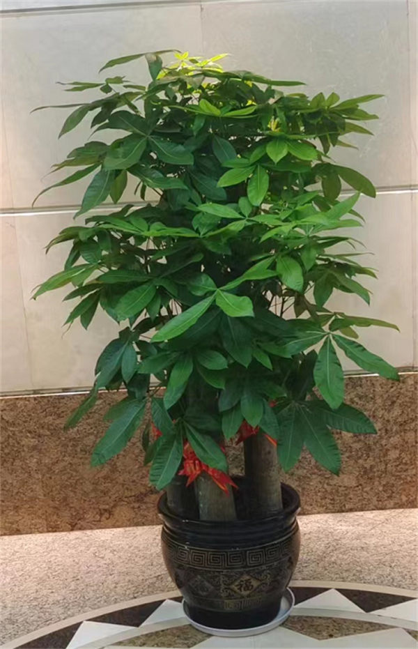 网红植物