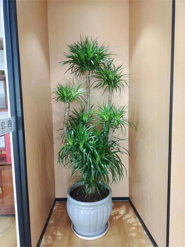 网红植物