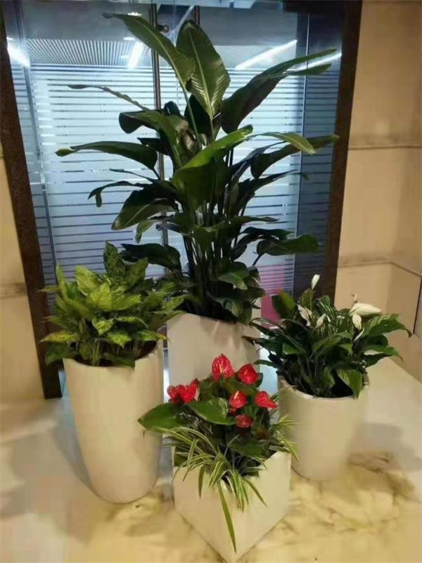 网红植物