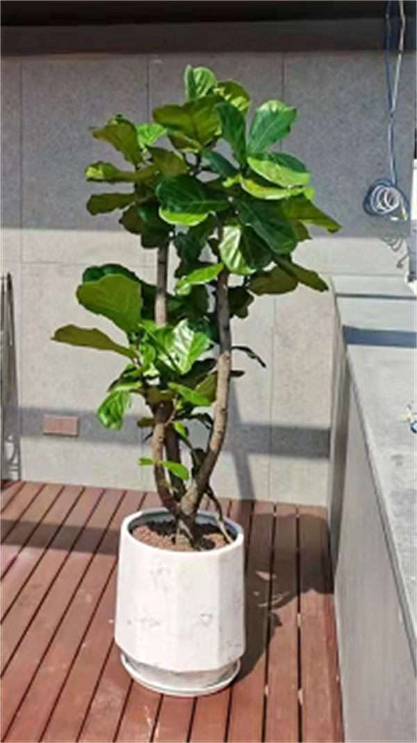 网红植物