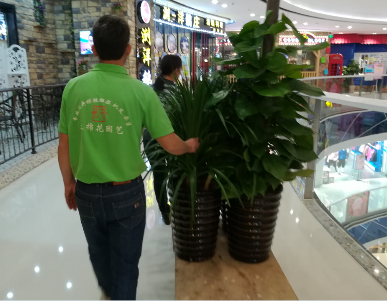 万达植物租摆案例2