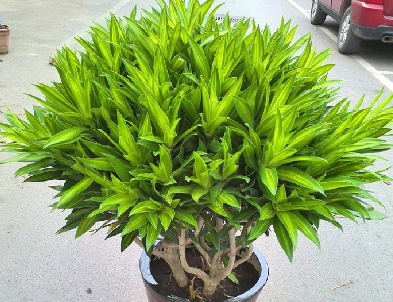 百合竹