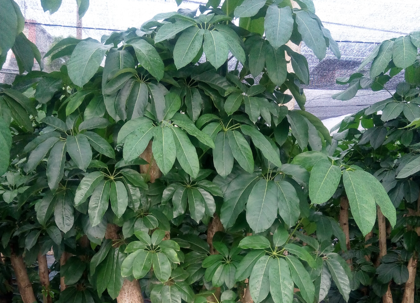 大叶伞