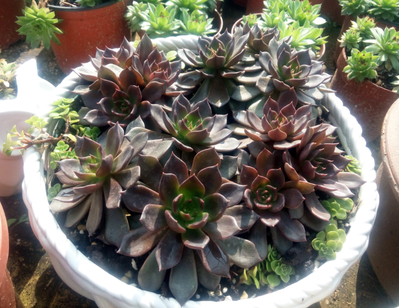 多肉植物