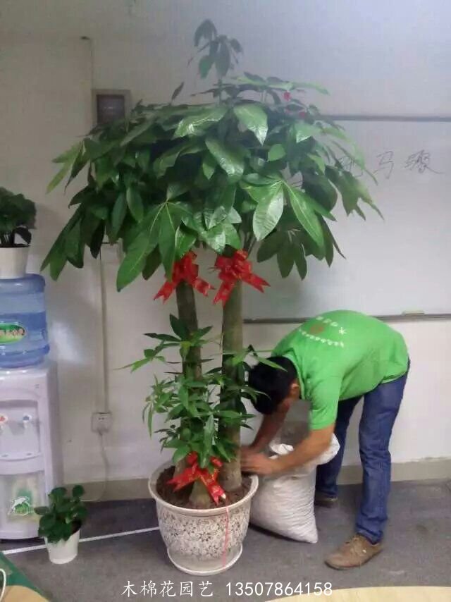 发财树