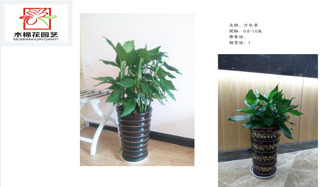 其它植物