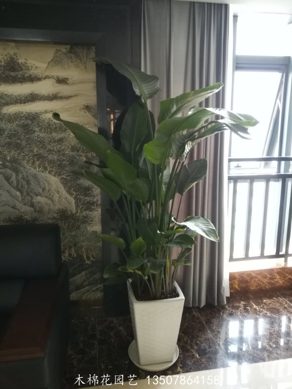 天堂鸟