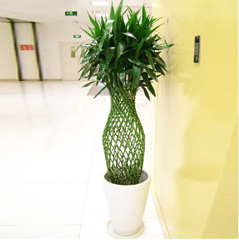  绿植盆栽批发零售