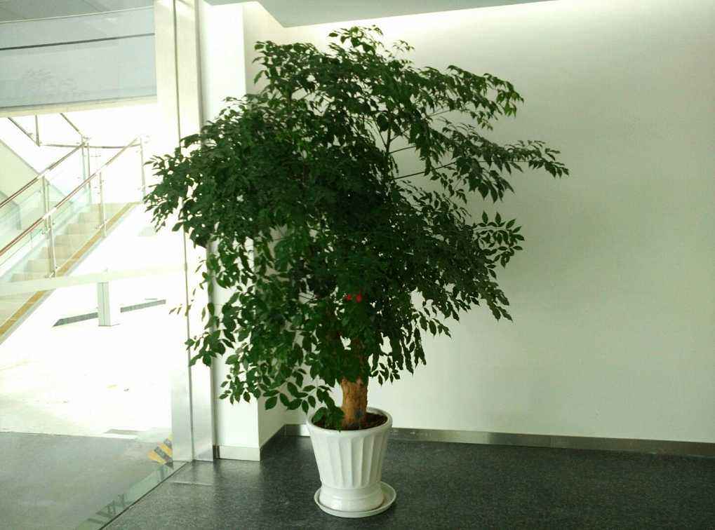  绿植盆栽批发零售