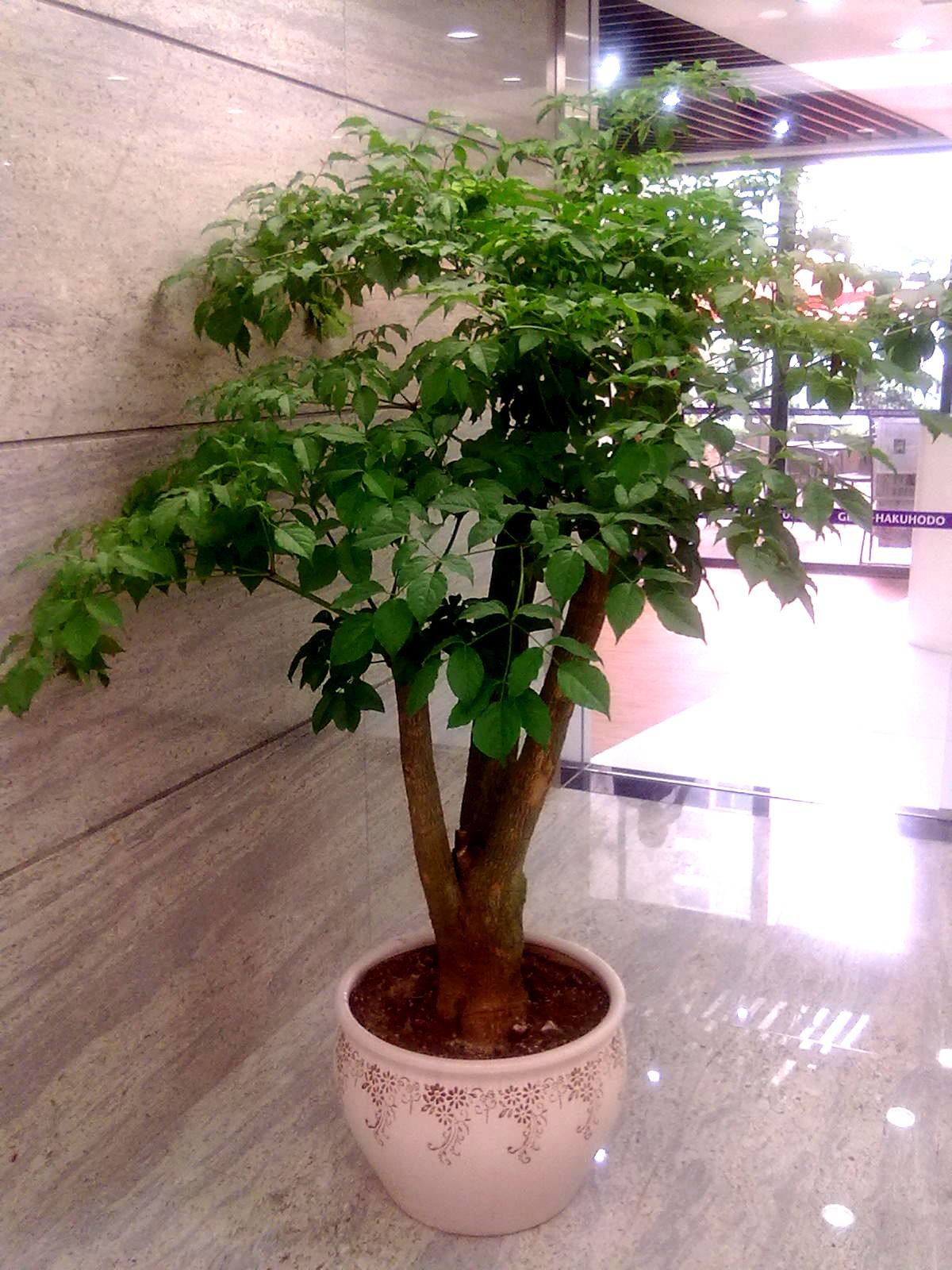  绿植盆栽批发零售