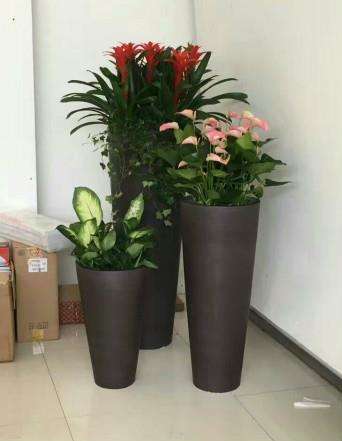  绿植盆栽批发零售