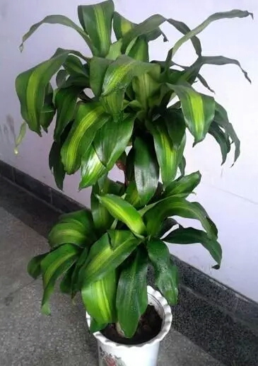  绿植盆栽批发零售
