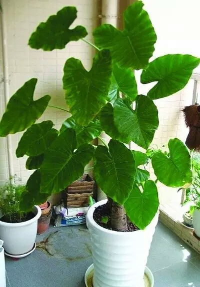  绿植盆栽批发零售