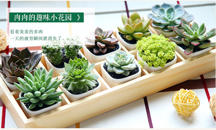  绿植盆栽批发零售