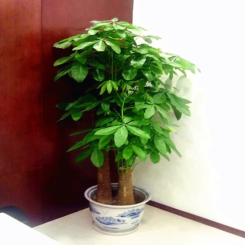  绿植盆栽批发零售