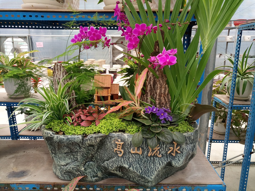  绿植盆栽批发零售