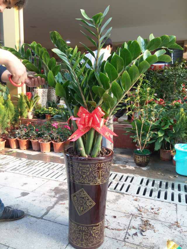  绿植盆栽批发零售