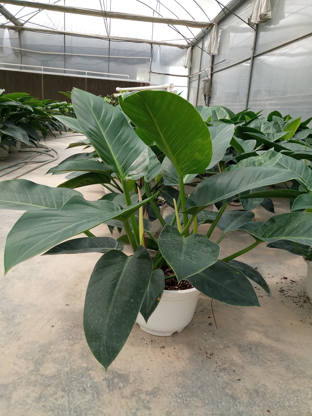  绿植盆栽批发零售