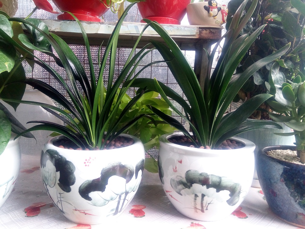  绿植盆栽批发零售