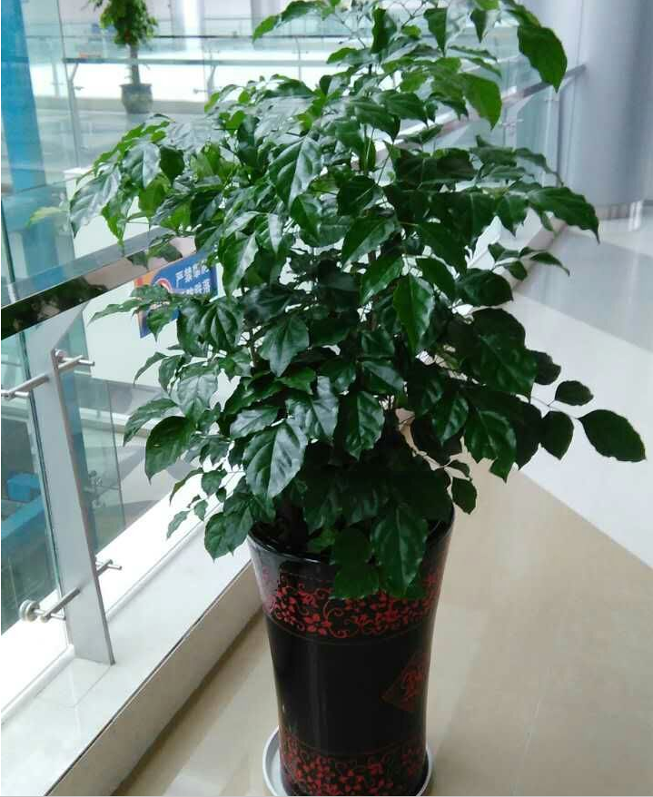  绿植盆栽批发零售