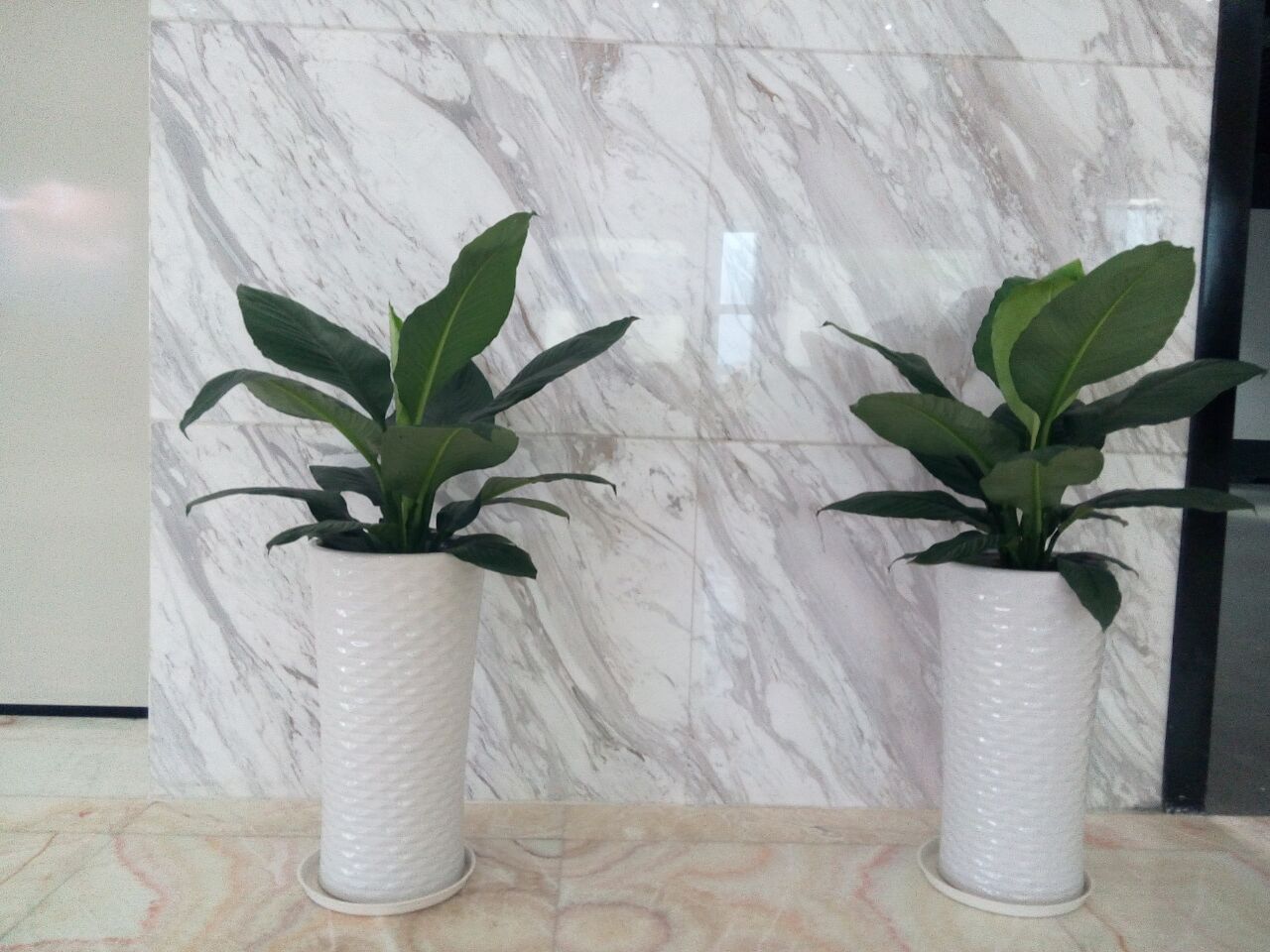  绿植盆栽批发零售