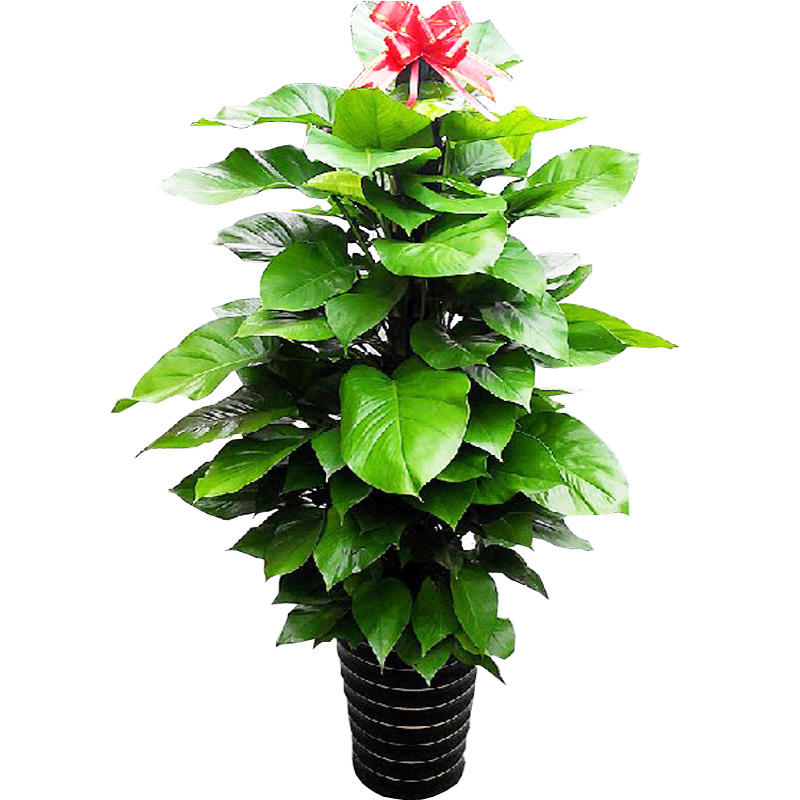  绿植盆栽批发零售