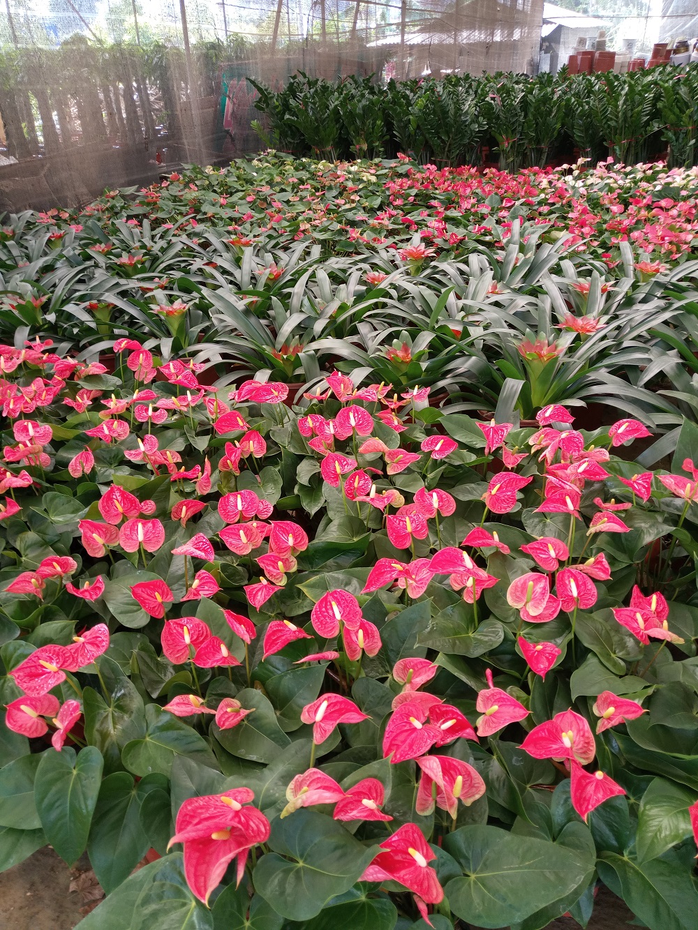  绿植盆栽批发零售