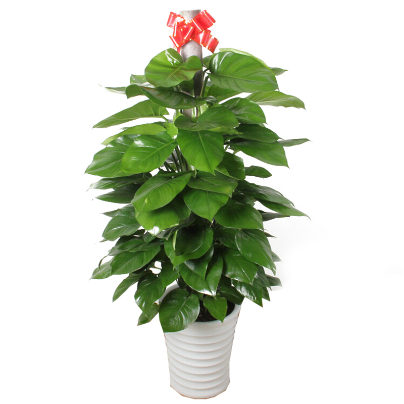  绿植盆栽批发零售