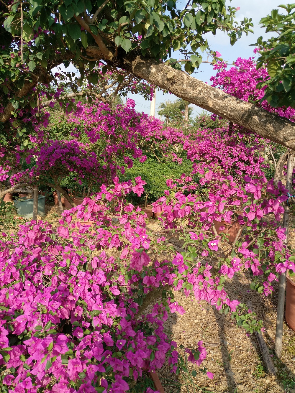  绿植盆栽批发零售