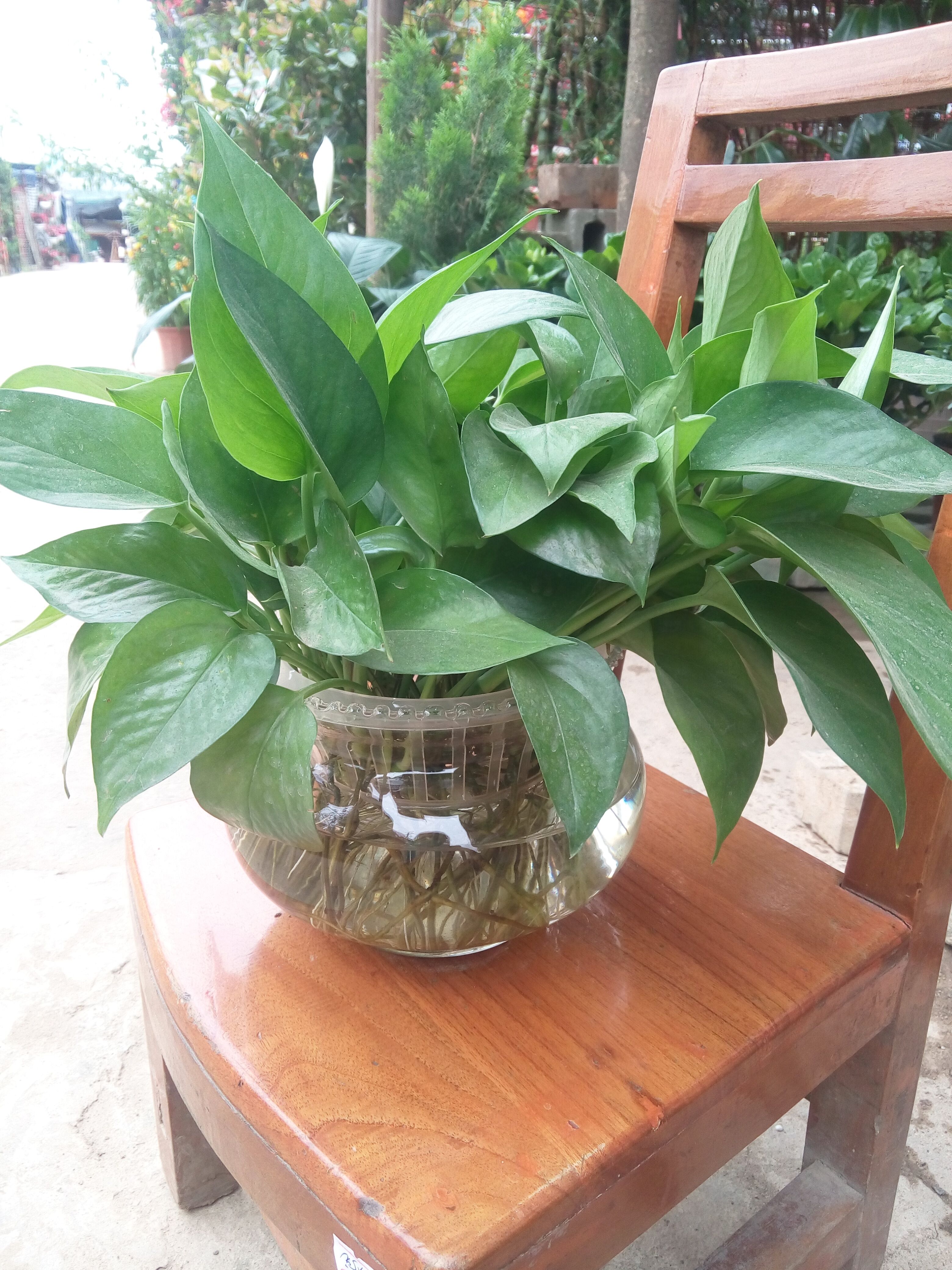  绿植盆栽批发零售