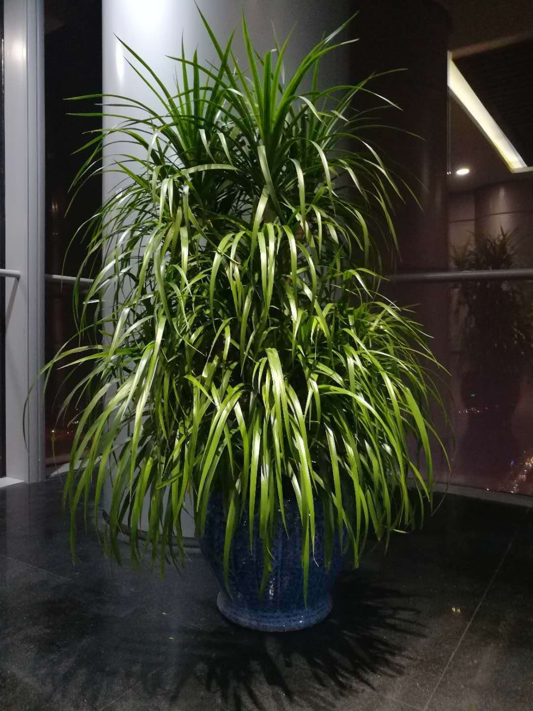  绿植盆栽批发零售