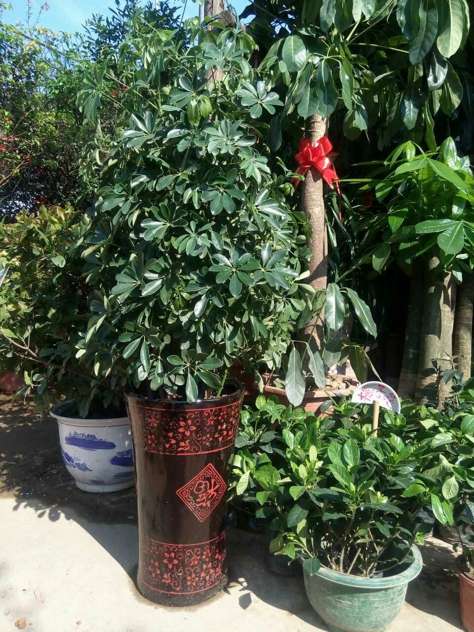  绿植盆栽批发零售