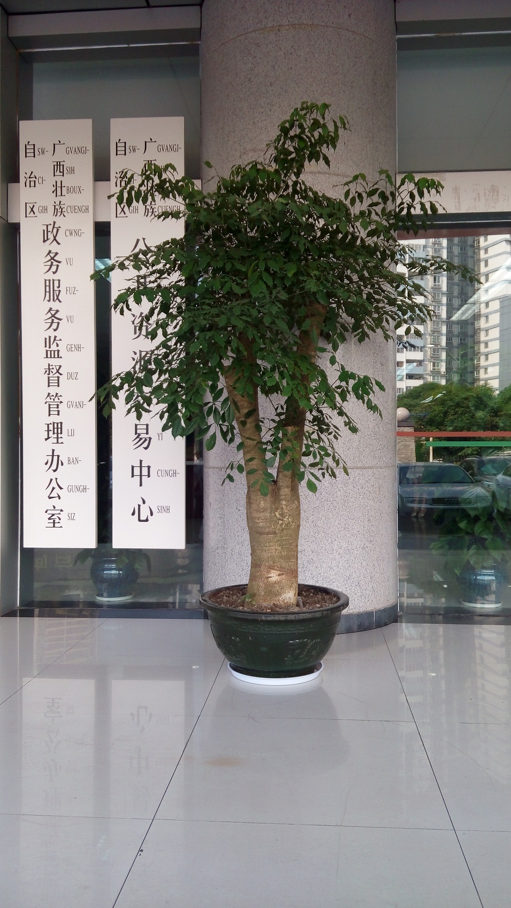  绿植盆栽批发零售