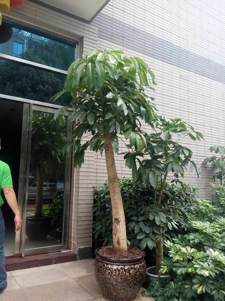  绿植盆栽批发零售