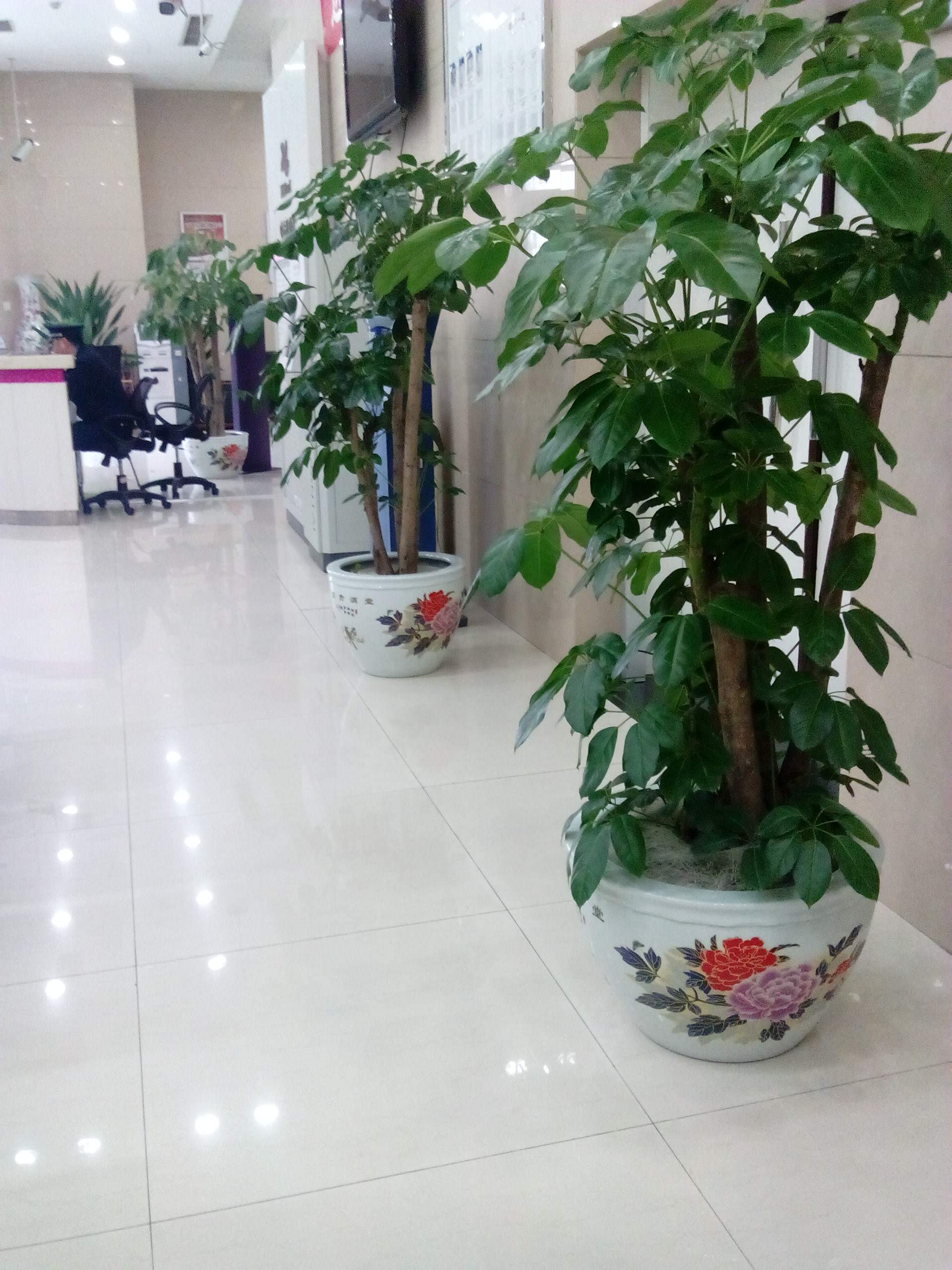  绿植租摆案例