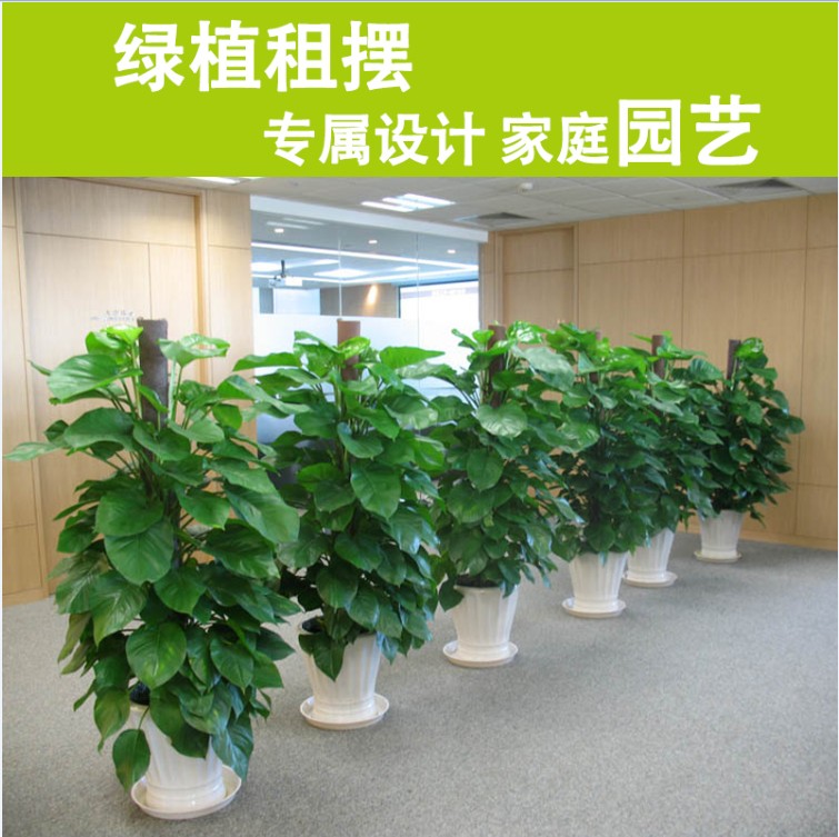  绿植租摆案例