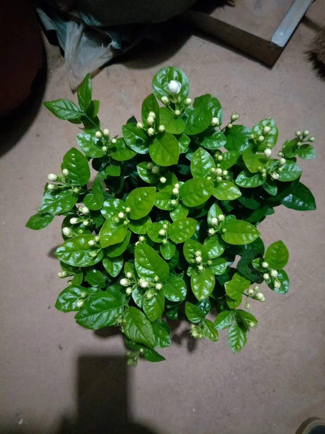  苗木批发
