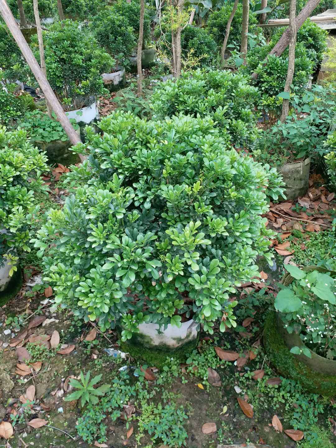  苗木批发