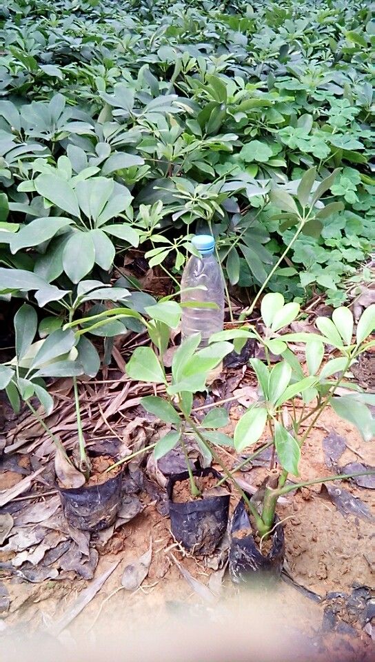  苗木批发