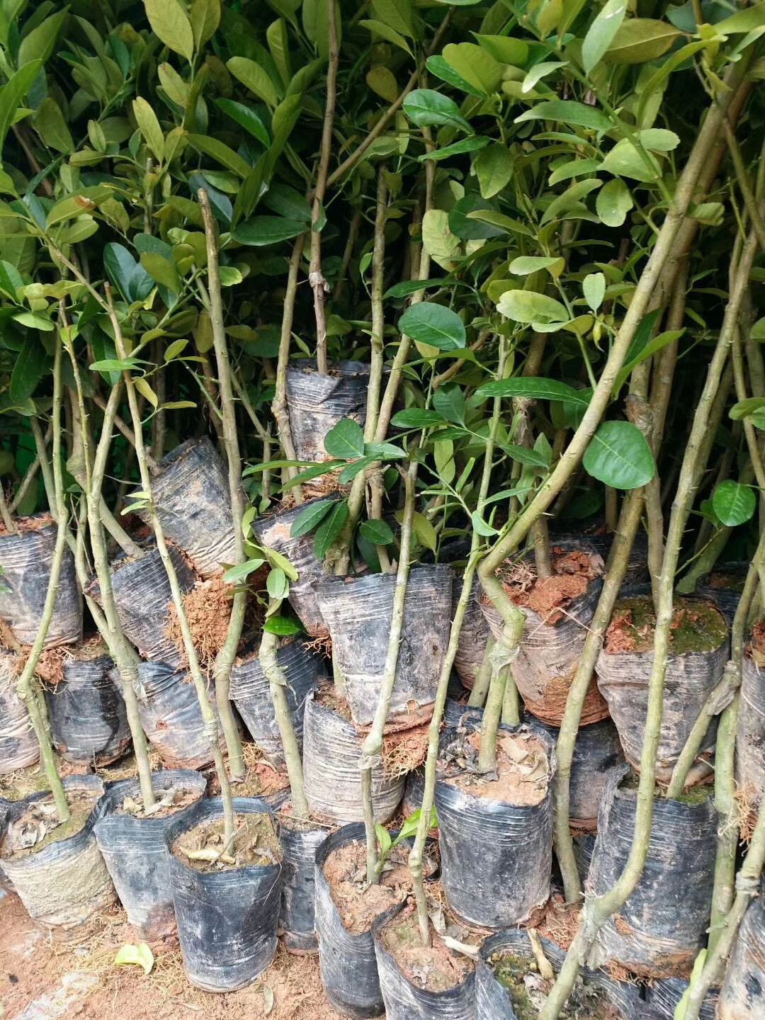  果苗批发