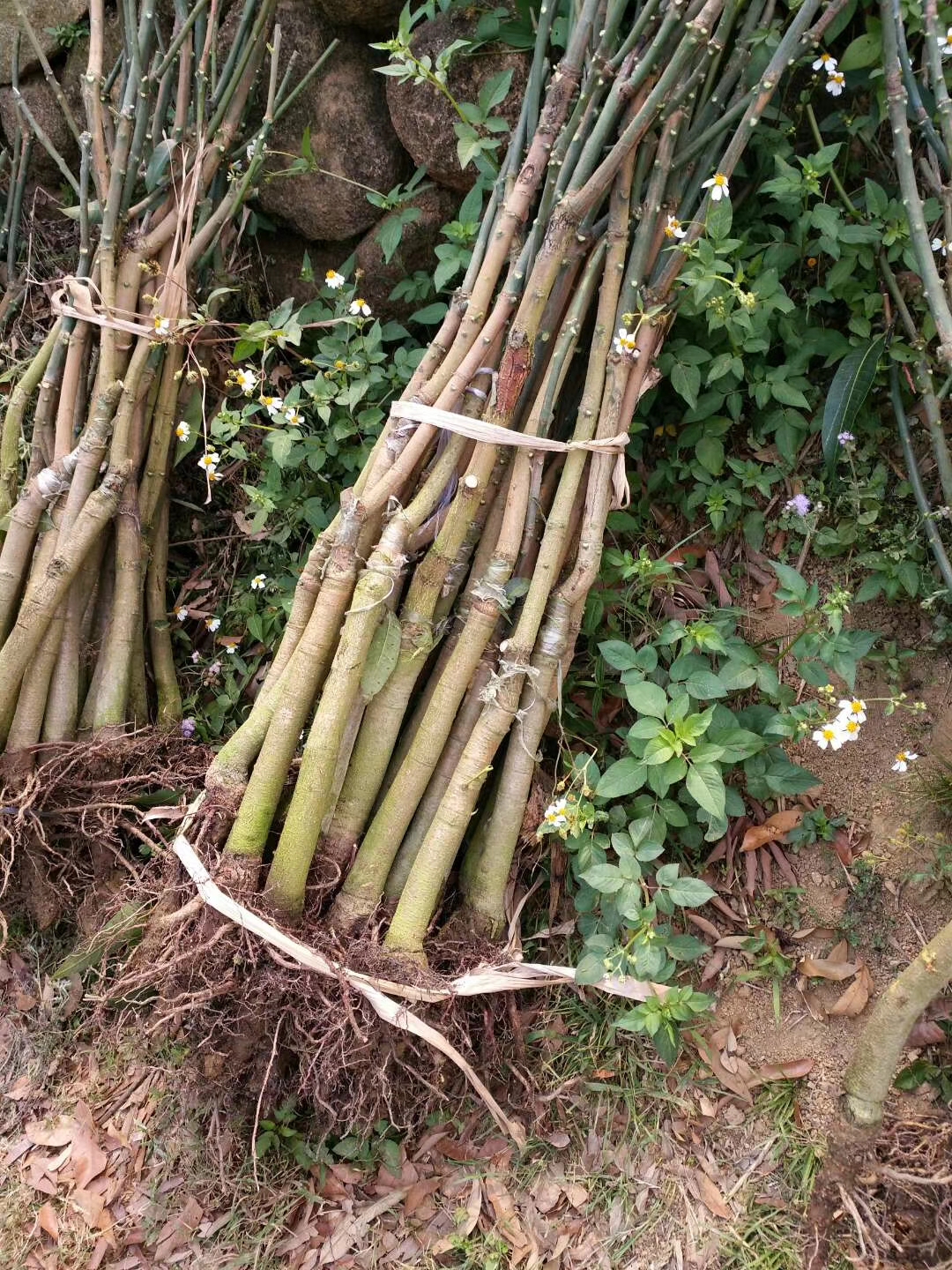  果苗批发